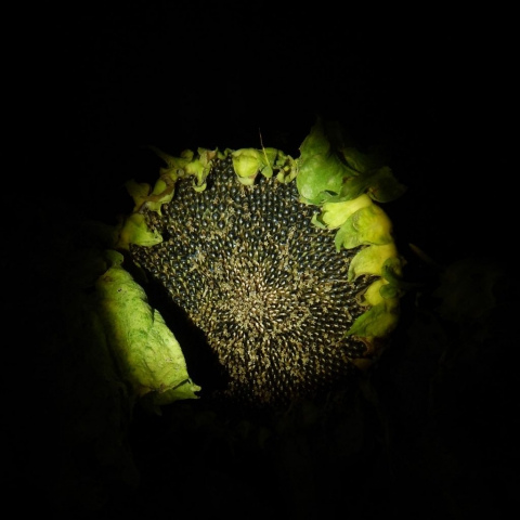 Sunflower Eclipse